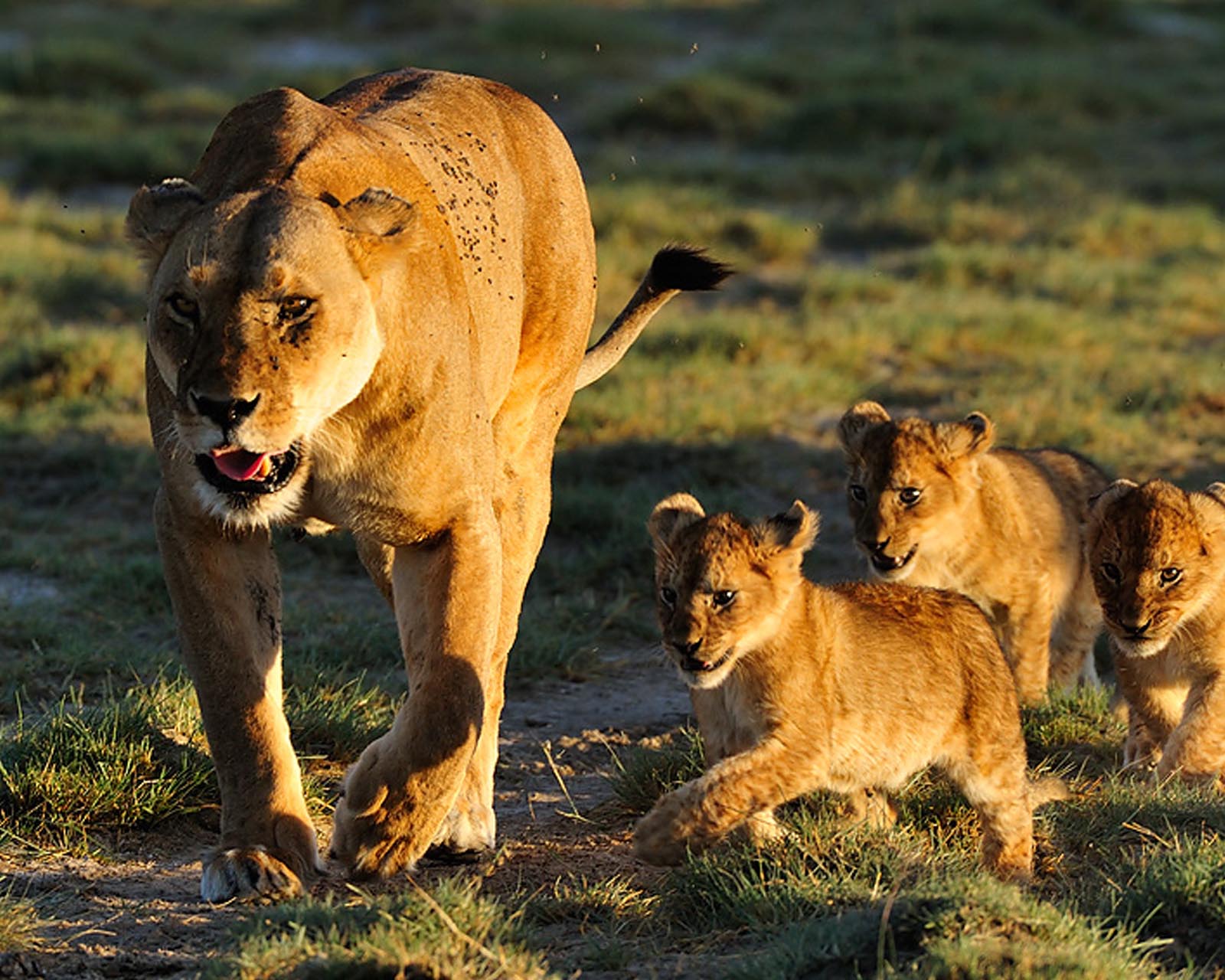 Tanzania Safari for Senior travelers