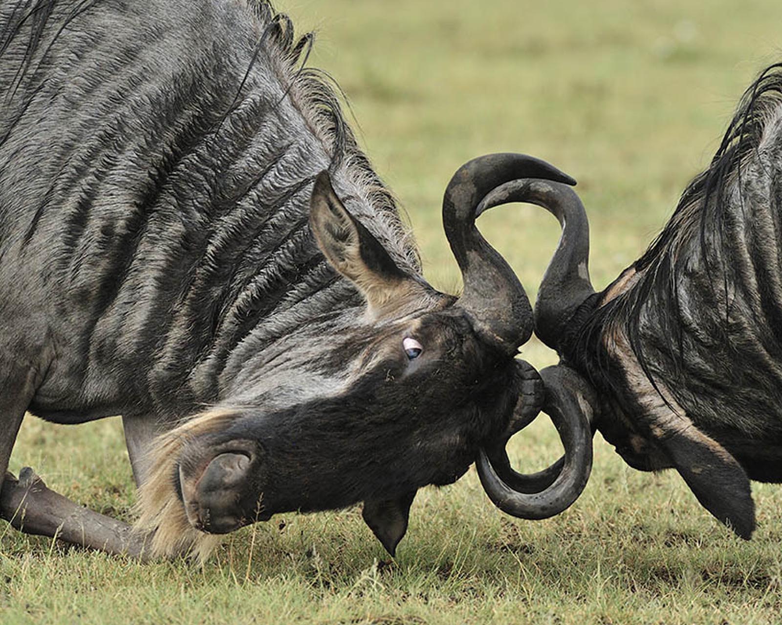 Tanzania Safari for Senior travelers