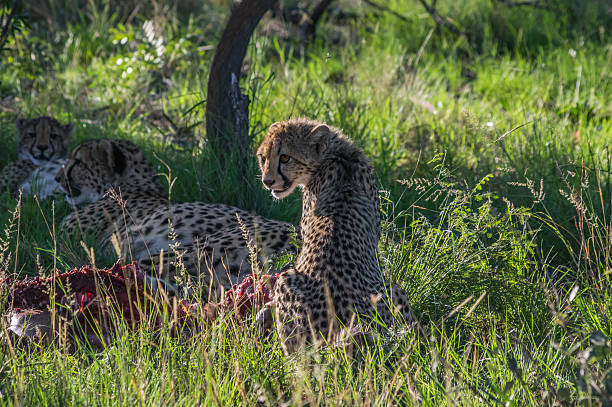 High-End Tanzania Safari