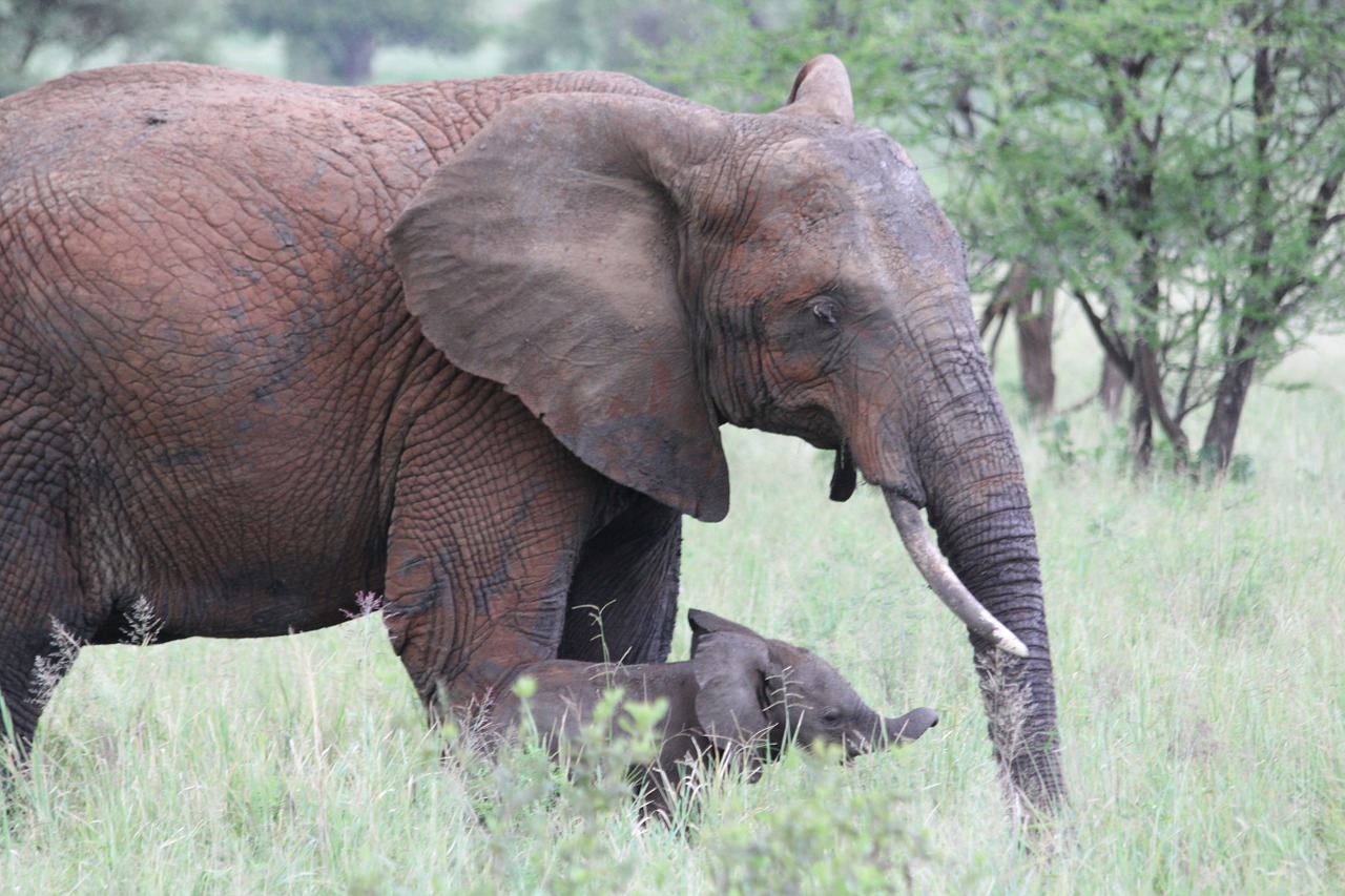 elephant, africa, tanzania-222973.jpg