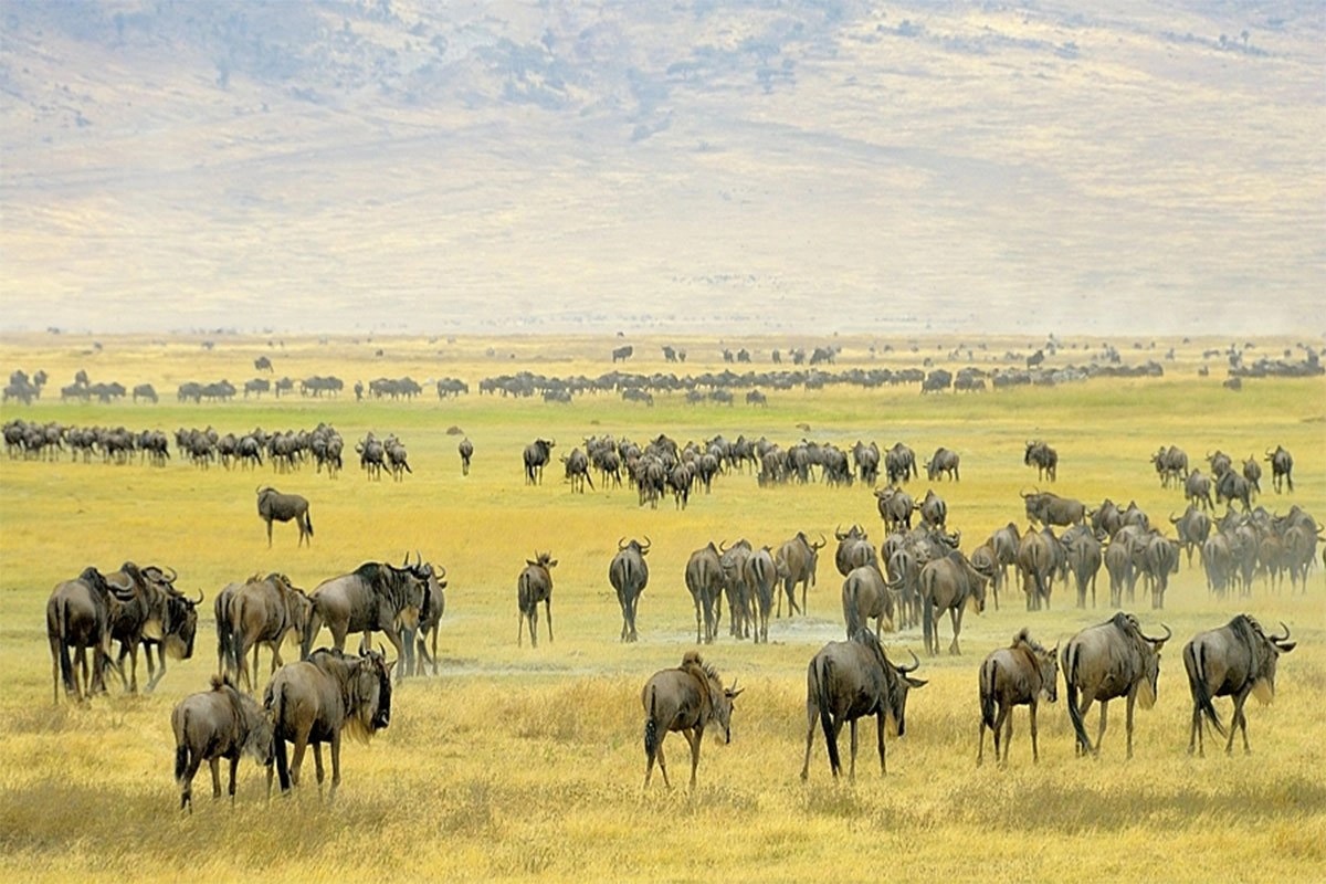 Kenya-and-Tanzania-wildebeest-migration-safari