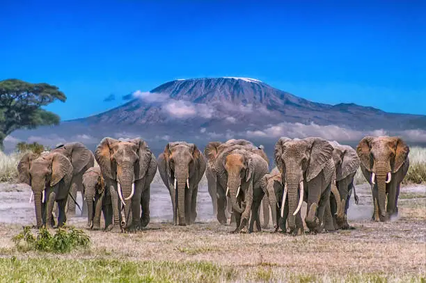 Tanzania and Kenya safari by Dahlia Africa.